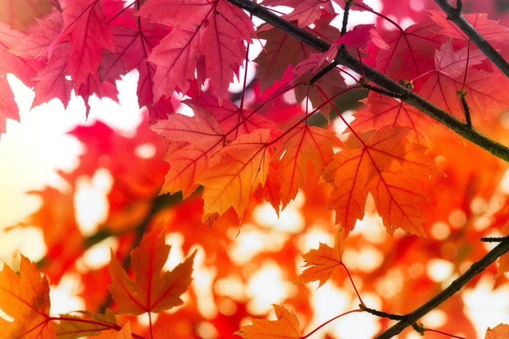 leaves, maple, fall
