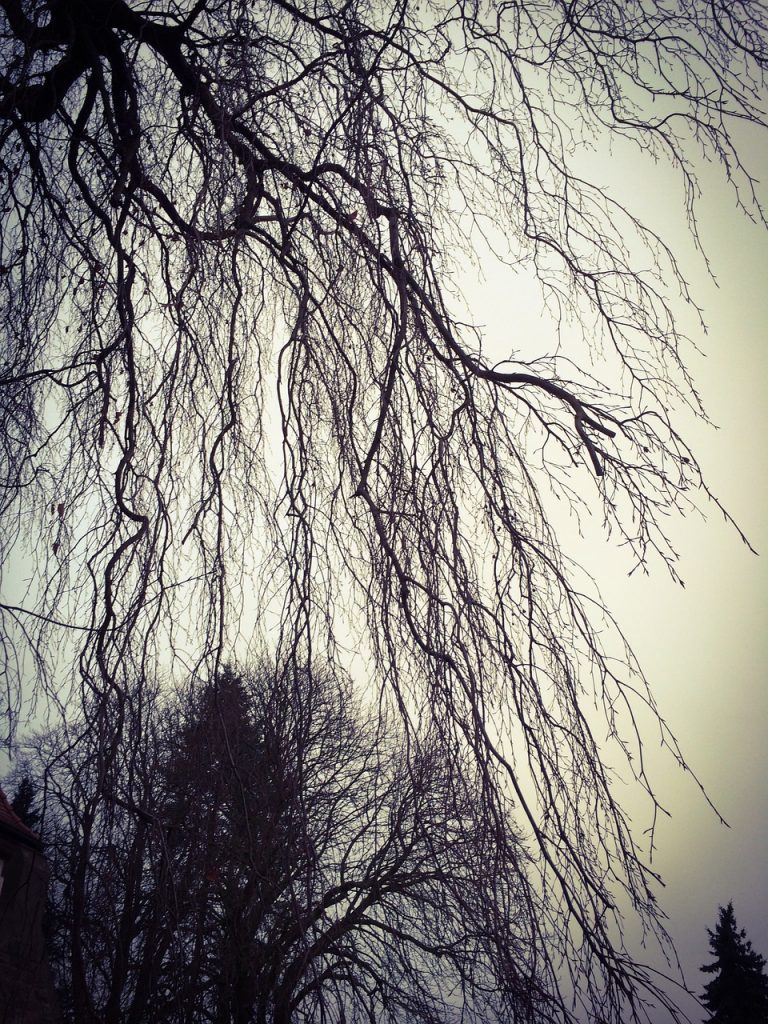weeping willow, bald, tree