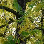 black walnut, tree, park tree