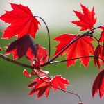red maple, leaves, fall