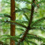 norway spruce, needles, dew